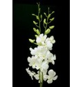 ΟΡΧΙΔΕΑ  ΛΕΥΚΗ  -DEΝDROBIUM  BIG WHITE